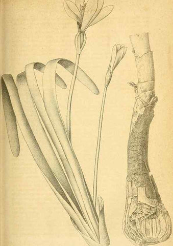 Reproducción/Reproduction 49698499646: Gartenflora.. Erlangen :F. Enke,1852-1940.. 