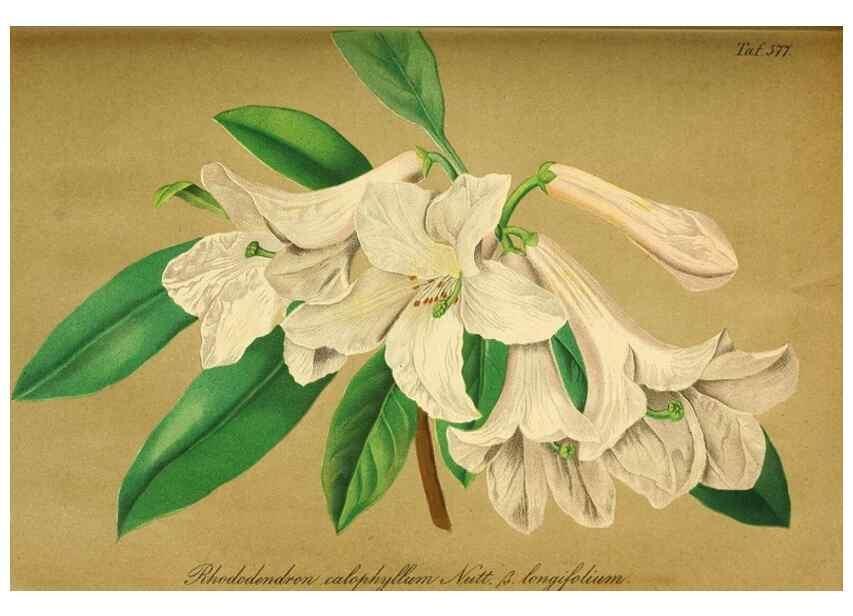 Reproducción/Reproduction 49698499866: Gartenflora.. Erlangen :F. Enke,1852-1940.. 