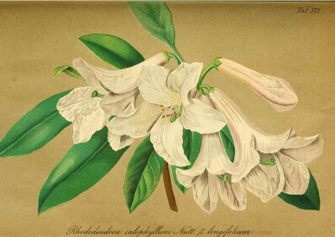 Reproducción/Reproduction 49698499866: Gartenflora.. Erlangen :F. Enke,1852-1940.. 