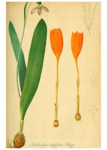 Reproducción/Reproduction 49698805417: Gartenflora.. Erlangen :F. Enke,1852-1940.. 