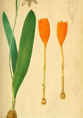 Reproducción/Reproduction 49698805417: Gartenflora.. Erlangen :F. Enke,1852-1940.. 