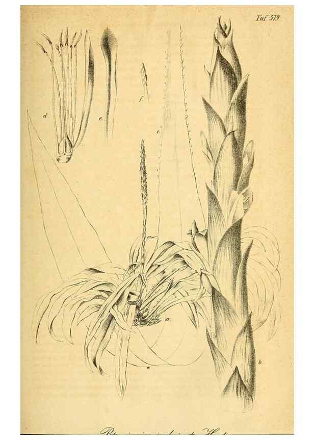 Reproducción/Reproduction 49698806022: Gartenflora.. Erlangen :F. Enke,1852-1940.. 