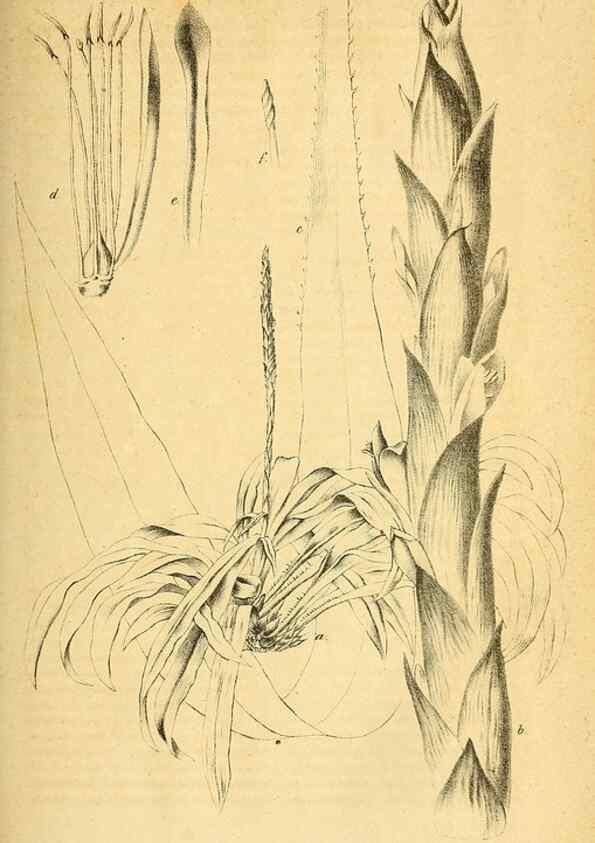 Reproducción/Reproduction 49698806022: Gartenflora.. Erlangen :F. Enke,1852-1940.. 