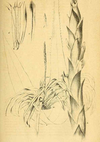 Reproducción/Reproduction 49698806022: Gartenflora.. Erlangen :F. Enke,1852-1940.. 