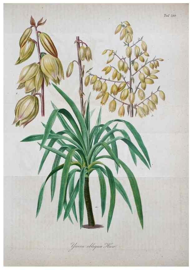 Reproducción/Reproduction 49698806382: Gartenflora.. Erlangen :F. Enke,1852-1940.. 