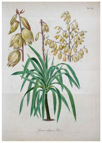 Reproducción/Reproduction 49698806382: Gartenflora.. Erlangen :F. Enke,1852-1940.. 