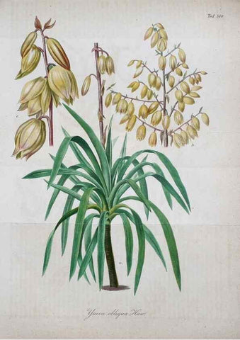 Reproducción/Reproduction 49698806382: Gartenflora.. Erlangen :F. Enke,1852-1940.. 