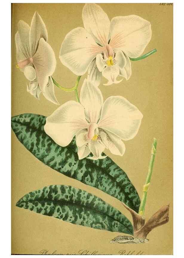 Reproducción/Reproduction 49697968038: Gartenflora.. Erlangen :F. Enke,1852-1940.. 