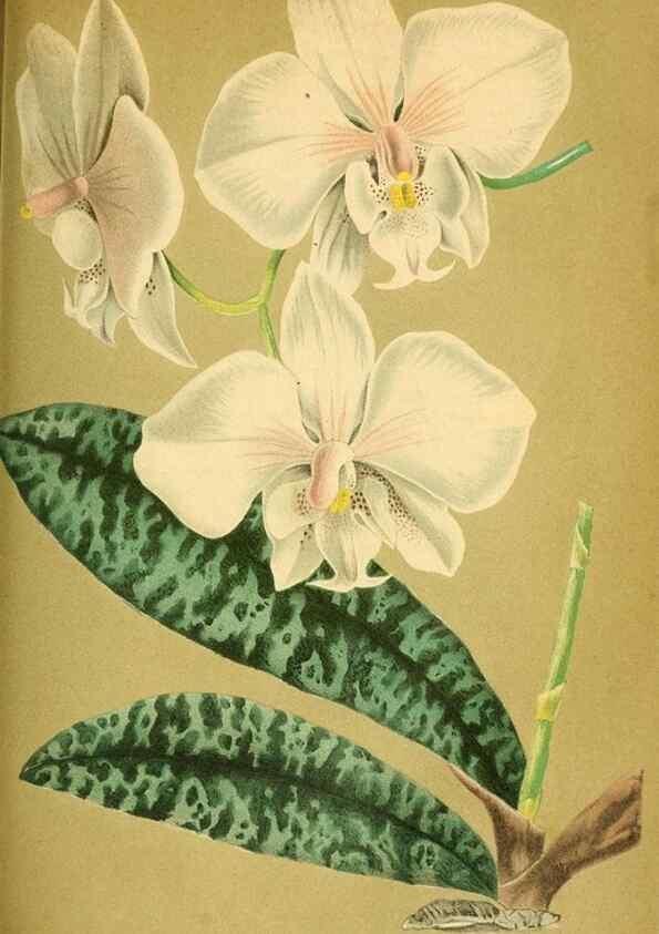 Reproducción/Reproduction 49697968038: Gartenflora.. Erlangen :F. Enke,1852-1940.. 