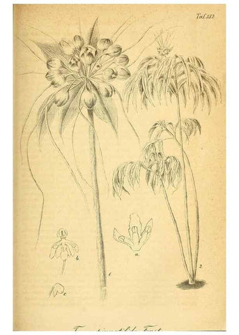 Reproducción/Reproduction 49698807102: Gartenflora.. Erlangen :F. Enke,1852-1940.. 