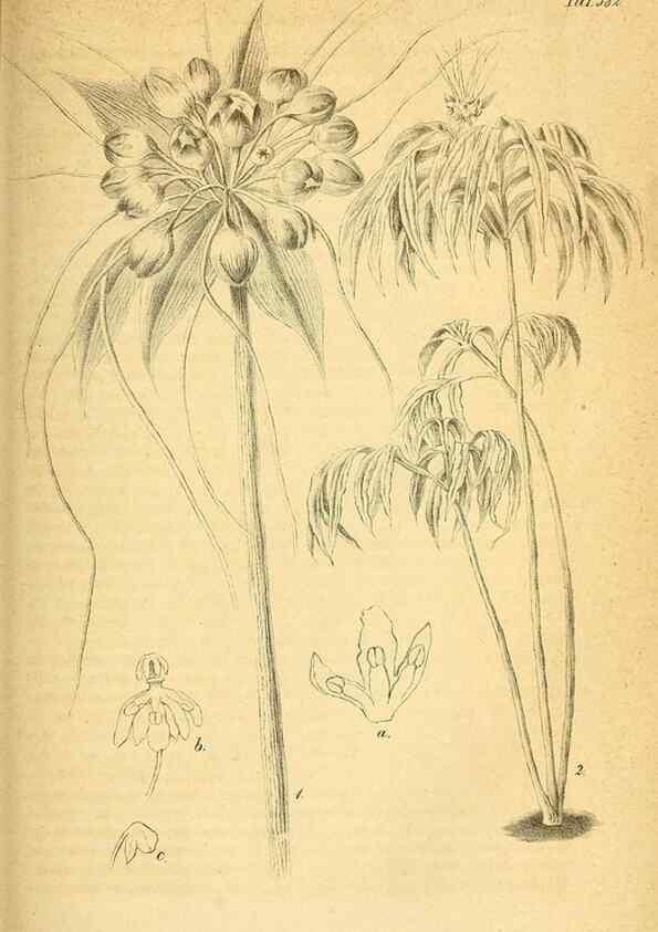 Reproducción/Reproduction 49698807102: Gartenflora.. Erlangen :F. Enke,1852-1940.. 