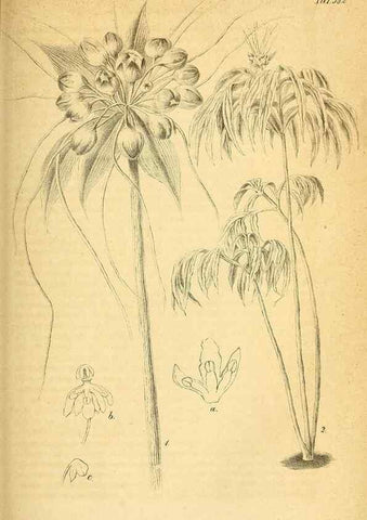 Reproducción/Reproduction 49698807102: Gartenflora.. Erlangen :F. Enke,1852-1940.. 