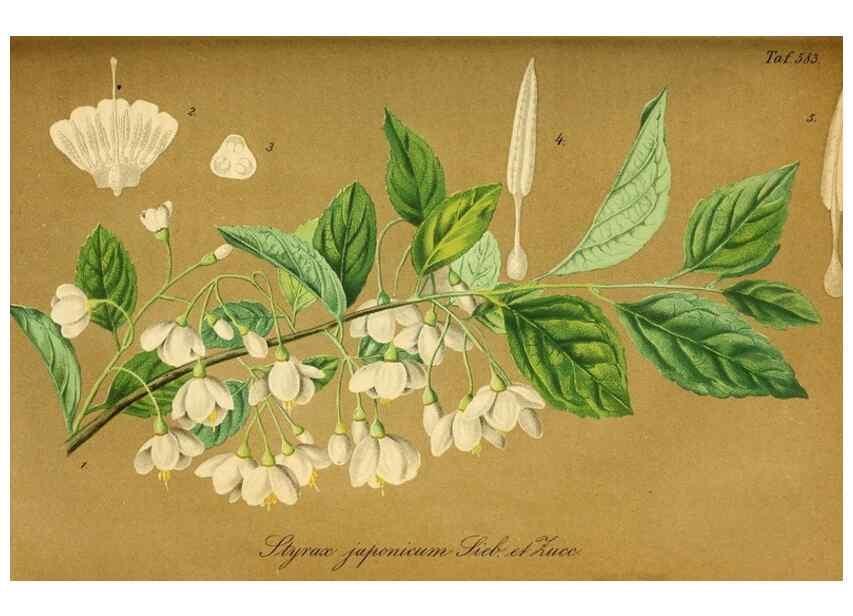 Reproducción/Reproduction 49697968588: Gartenflora.. Erlangen :F. Enke,1852-1940.. 