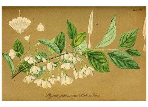 Reproducción/Reproduction 49697968588: Gartenflora.. Erlangen :F. Enke,1852-1940.. 