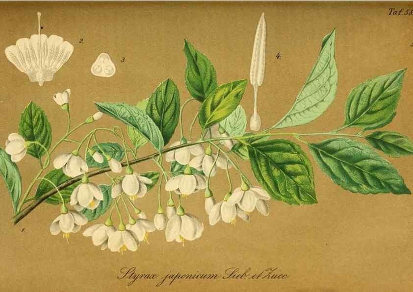 Reproducción/Reproduction 49697968588: Gartenflora.. Erlangen :F. Enke,1852-1940.. 