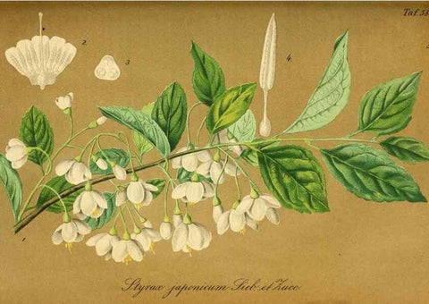Reproducción/Reproduction 49697968588: Gartenflora.. Erlangen :F. Enke,1852-1940.. 