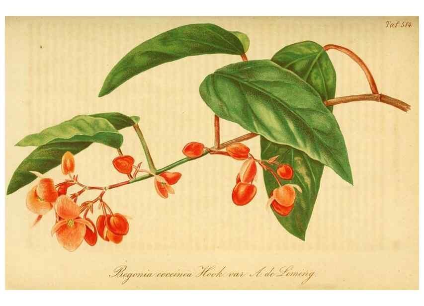 Reproducción/Reproduction 49698807847: Gartenflora.. Erlangen :F. Enke,1852-1940.. 