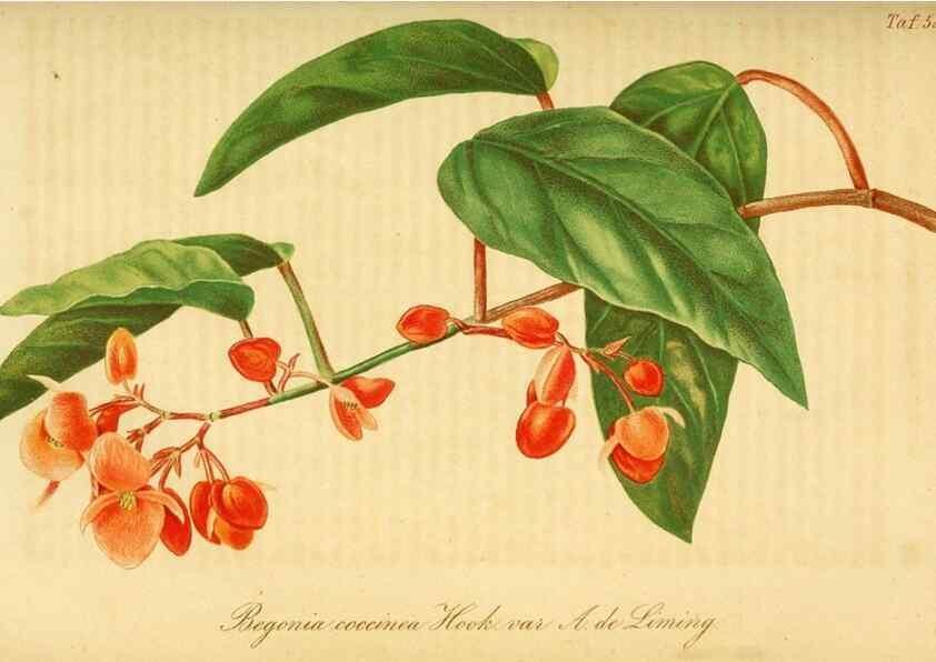 Reproducción/Reproduction 49698807847: Gartenflora.. Erlangen :F. Enke,1852-1940.. 