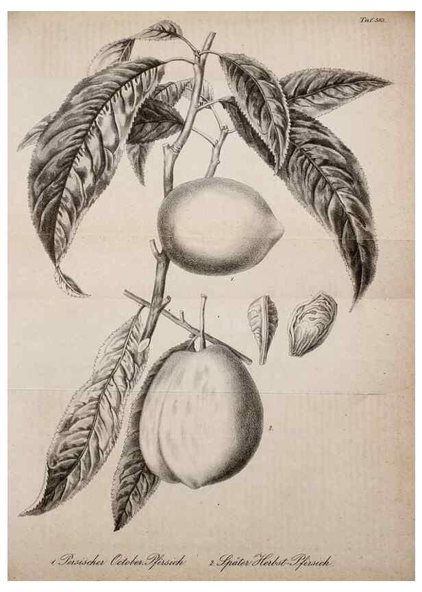 Reproducción/Reproduction 49698502696: Gartenflora.. Erlangen :F. Enke,1852-1940.. 