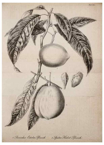 Reproducción/Reproduction 49698502696: Gartenflora.. Erlangen :F. Enke,1852-1940.. 