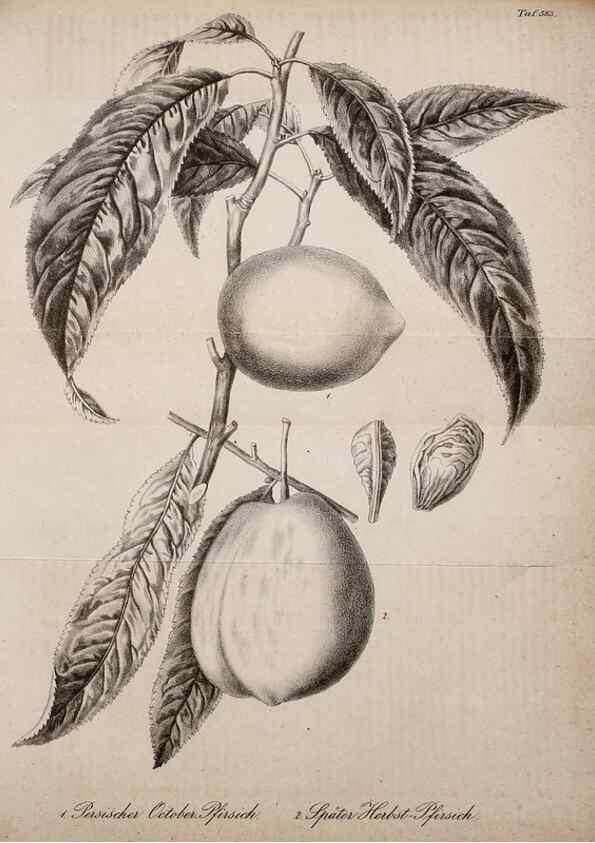 Reproducción/Reproduction 49698502696: Gartenflora.. Erlangen :F. Enke,1852-1940.. 