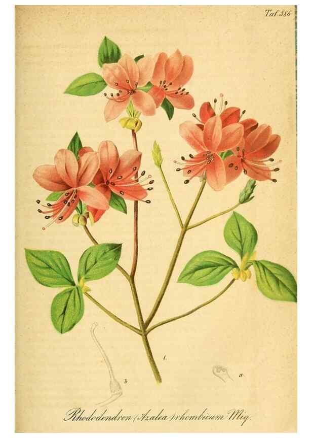 Reproducción/Reproduction 49698503041: Gartenflora.. Erlangen :F. Enke,1852-1940.. 