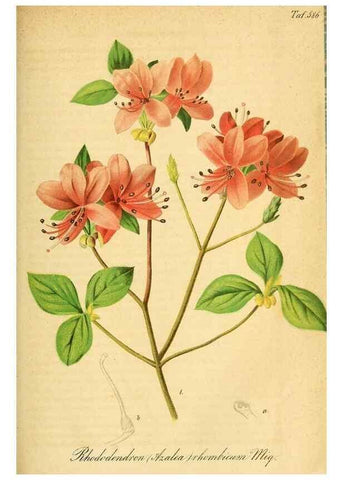 Reproducción/Reproduction 49698503041: Gartenflora.. Erlangen :F. Enke,1852-1940.. 