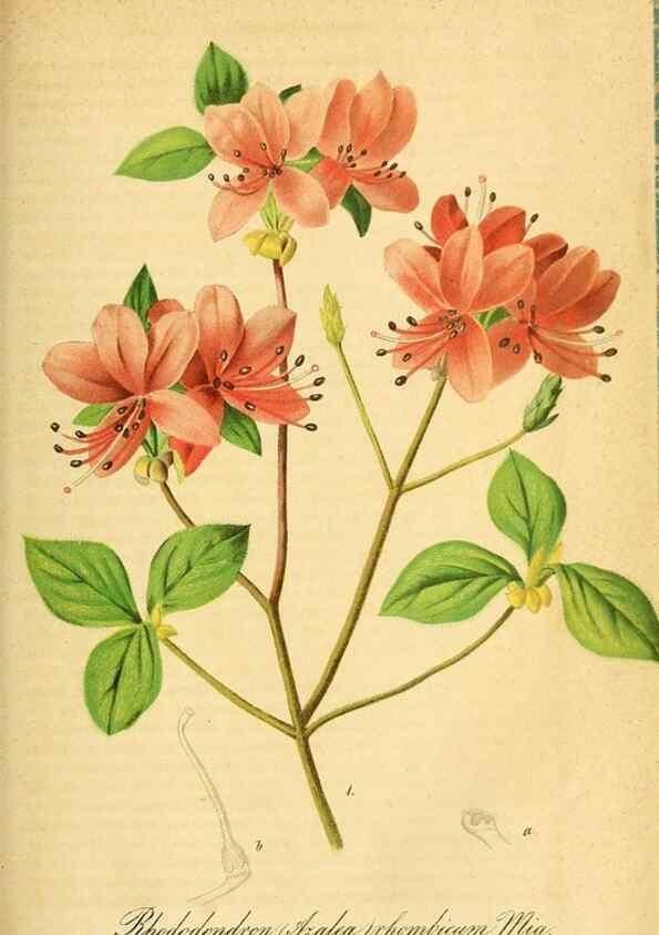 Reproducción/Reproduction 49698503041: Gartenflora.. Erlangen :F. Enke,1852-1940.. 