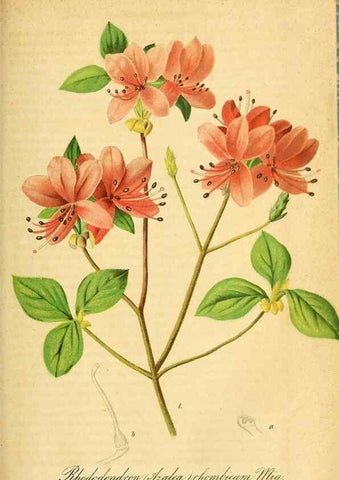 Reproducción/Reproduction 49698503041: Gartenflora.. Erlangen :F. Enke,1852-1940.. 