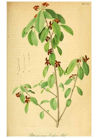 Reproducción/Reproduction 49697970258: Gartenflora.. Erlangen :F. Enke,1852-1940.. 