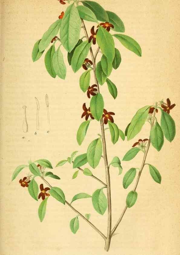 Reproducción/Reproduction 49697970258: Gartenflora.. Erlangen :F. Enke,1852-1940.. 