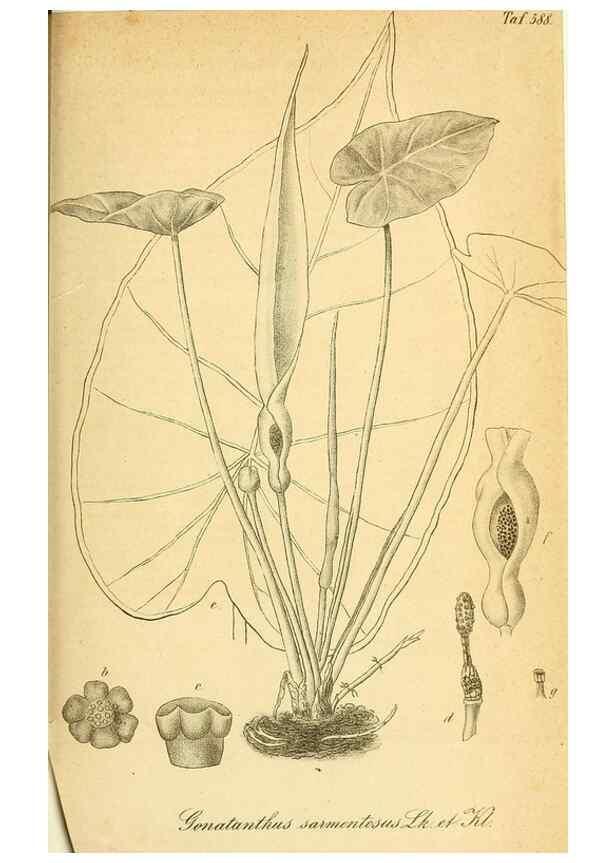 Reproducción/Reproduction 49698503836: Gartenflora.. Erlangen :F. Enke,1852-1940.. 