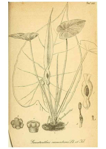 Reproducción/Reproduction 49698503836: Gartenflora.. Erlangen :F. Enke,1852-1940.. 