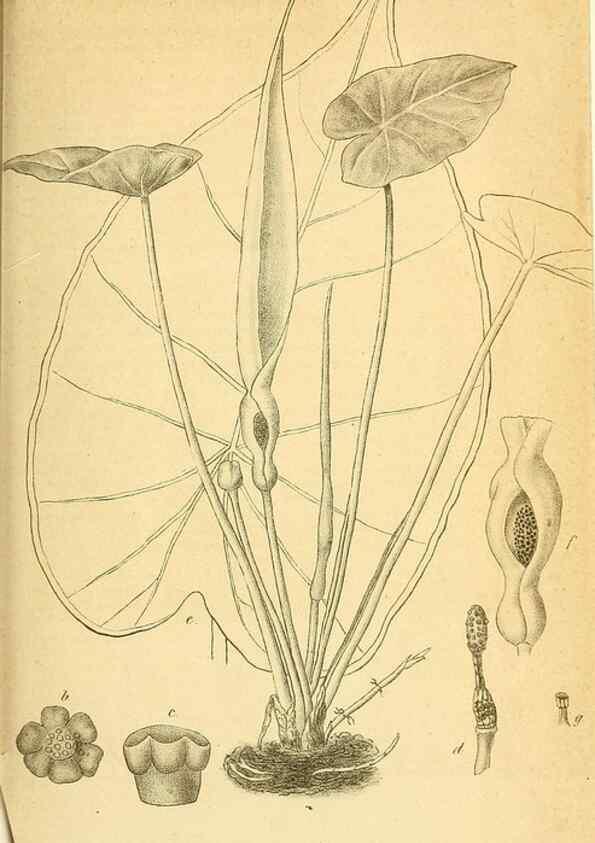 Reproducción/Reproduction 49698503836: Gartenflora.. Erlangen :F. Enke,1852-1940.. 