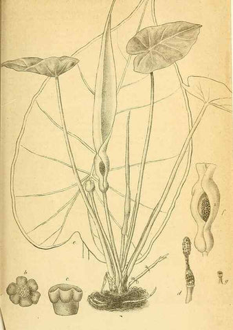 Reproducción/Reproduction 49698503836: Gartenflora.. Erlangen :F. Enke,1852-1940.. 