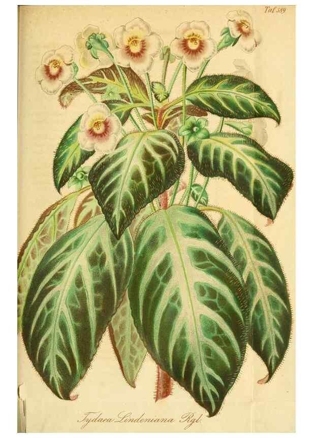 Reproducción/Reproduction 49697971003: Gartenflora.. Erlangen :F. Enke,1852-1940.. 