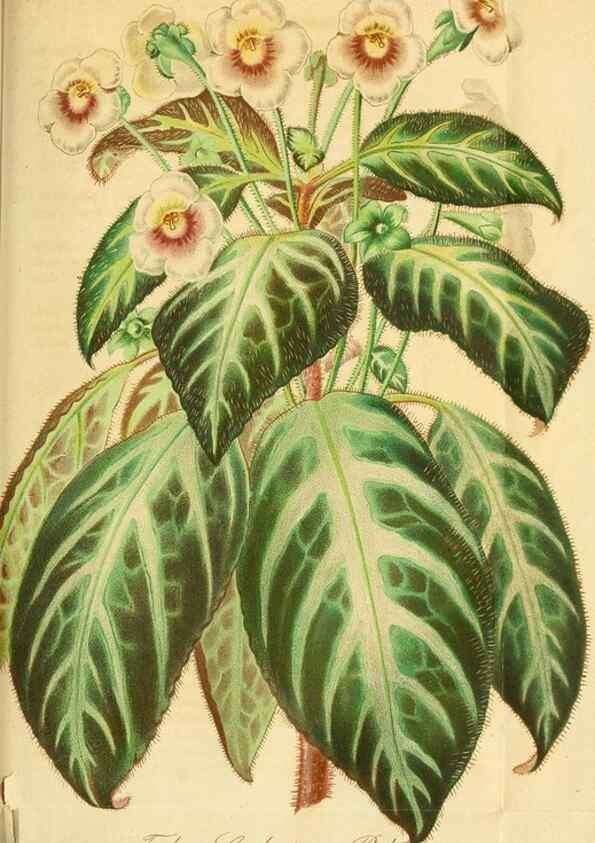 Reproducción/Reproduction 49697971003: Gartenflora.. Erlangen :F. Enke,1852-1940.. 