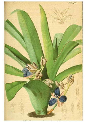 Reproducción/Reproduction 49698504426: Gartenflora.. Erlangen :F. Enke,1852-1940.. 