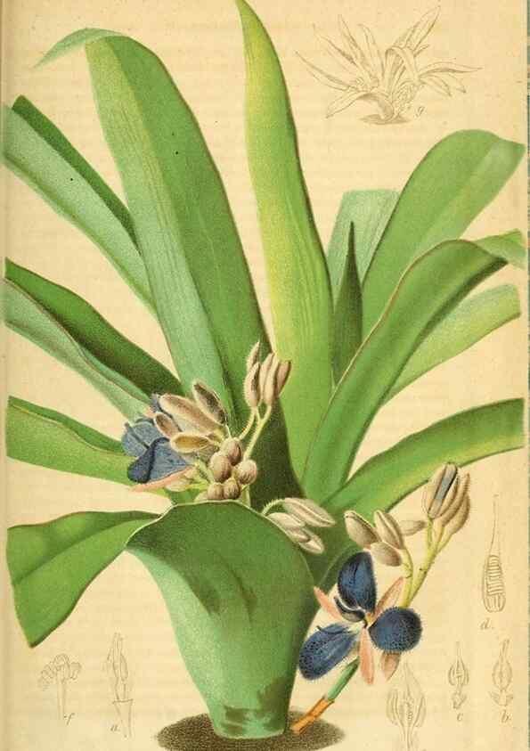 Reproducción/Reproduction 49698504426: Gartenflora.. Erlangen :F. Enke,1852-1940.. 