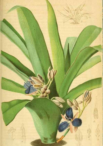 Reproducción/Reproduction 49698504426: Gartenflora.. Erlangen :F. Enke,1852-1940.. 