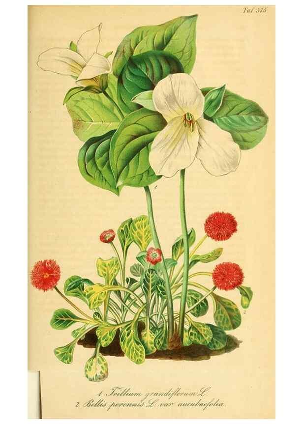 Reproducción/Reproduction 49697965918: Gartenflora.. Erlangen :F. Enke,1852-1940.. 