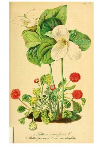 Reproducción/Reproduction 49697965918: Gartenflora.. Erlangen :F. Enke,1852-1940.. 