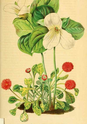 Reproducción/Reproduction 49697965918: Gartenflora.. Erlangen :F. Enke,1852-1940.. 