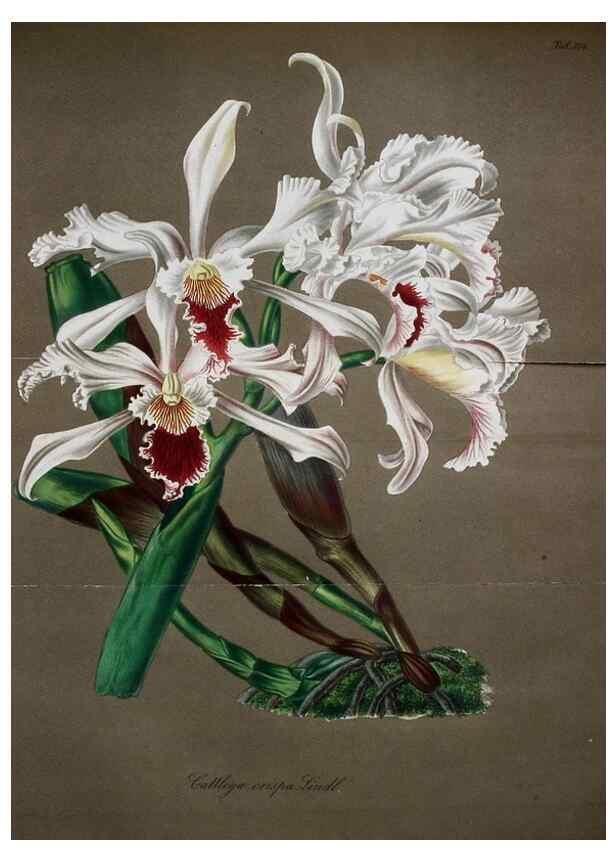 Reproducción/Reproduction 49698499071: Gartenflora.. Erlangen :F. Enke,1852-1940.. 