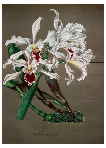 Reproducción/Reproduction 49698499071: Gartenflora.. Erlangen :F. Enke,1852-1940.. 
