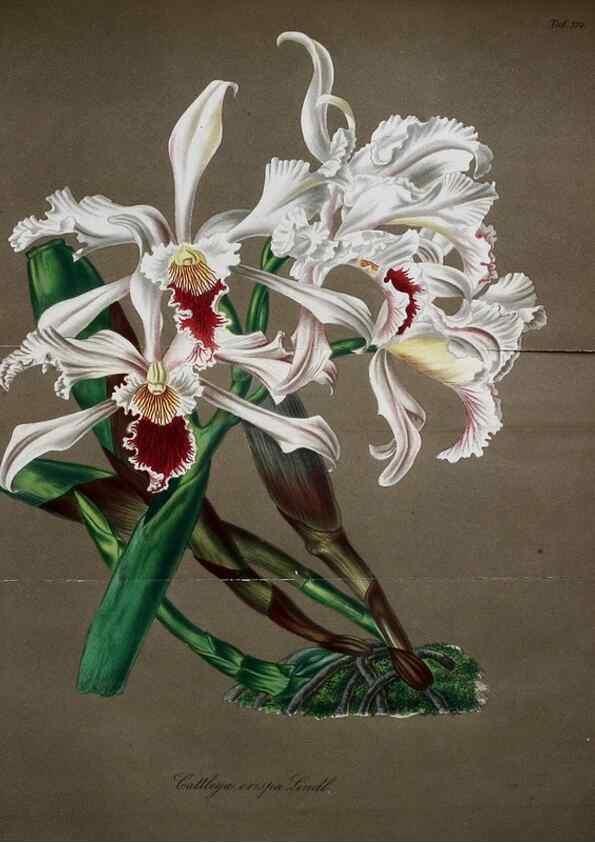Reproducción/Reproduction 49698499071: Gartenflora.. Erlangen :F. Enke,1852-1940.. 
