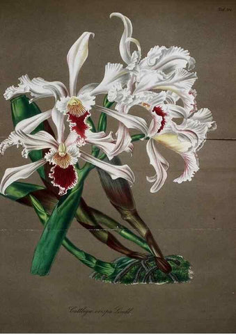 Reproducción/Reproduction 49698499071: Gartenflora.. Erlangen :F. Enke,1852-1940.. 