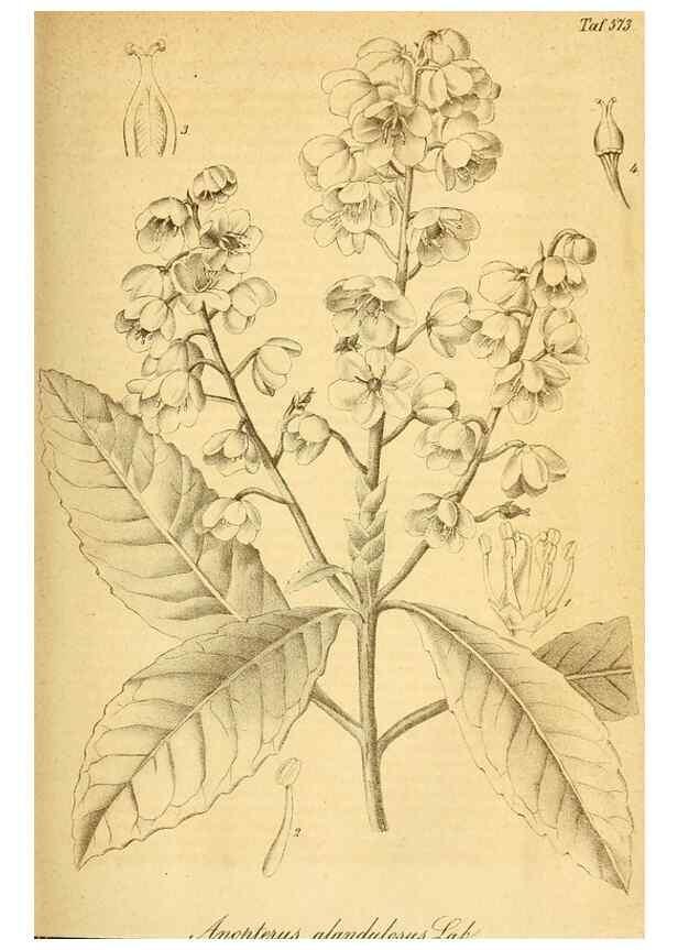 Reproducción/Reproduction 49697965198: Gartenflora.. Erlangen :F. Enke,1852-1940.. 