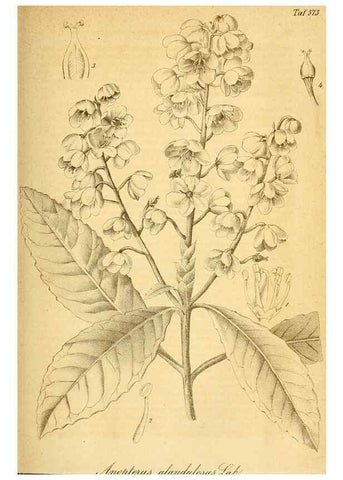 Reproducción/Reproduction 49697965198: Gartenflora.. Erlangen :F. Enke,1852-1940.. 