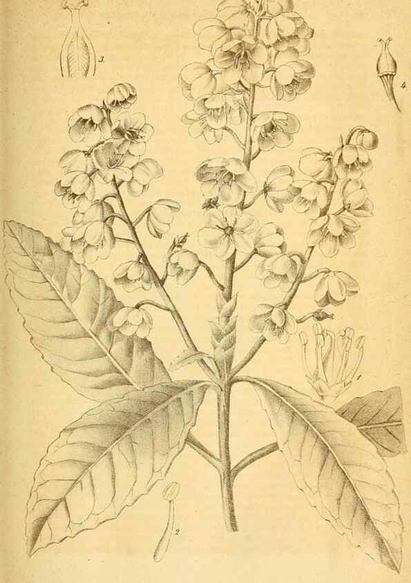 Reproducción/Reproduction 49697965198: Gartenflora.. Erlangen :F. Enke,1852-1940.. 